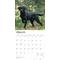 Show in main carousel: Labrador Retrievers, Black 2026 Square Flap Wall Calendar slide 3 of 4