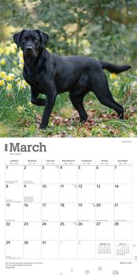 Show full view: Labrador Retrievers, Black 2026 Square Flap Wall Calendar slide 3 of 4
