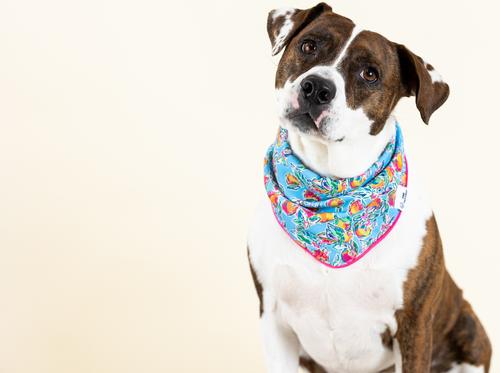 Show full view: Pink Papyrus Tillie Dog Bandana, Large slide 3 of 3