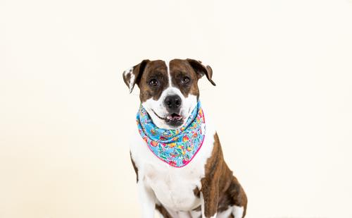 Show full view: Pink Papyrus Tillie Dog Bandana, Large slide 2 of 3