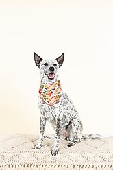 Pink Papyrus Penelope Dog Bandana, Large slide 2 of 3