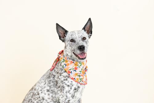 Show full view: Pink Papyrus Penelope Dog Bandana, Large slide 3 of 3