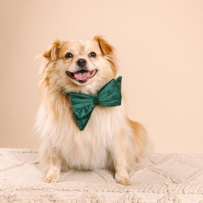 Show full view: Pink Papyrus Babe Bow Dog Collar Accessory, Rue slide 3 of 4