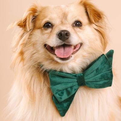 Show full view: Pink Papyrus Babe Bow Dog Collar Accessory, Rue slide 4 of 4