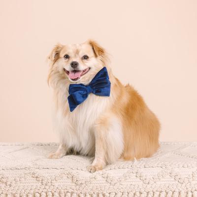 Show full view: Pink Papyrus Babe Bow Dog Collar Accessory, Channing slide 3 of 4