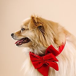 Pink Papyrus Babe Bow Dog Collar Accessory, Blaze slide 2 of 4