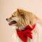 Show in main carousel: Pink Papyrus Babe Bow Dog Collar Accessory, Blaze slide 4 of 4