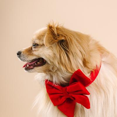 Show full view: Pink Papyrus Babe Bow Dog Collar Accessory, Blaze slide 4 of 4