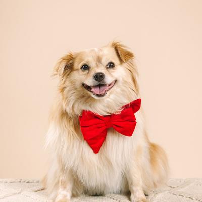 Show full view: Pink Papyrus Babe Bow Dog Collar Accessory, Blaze slide 3 of 4