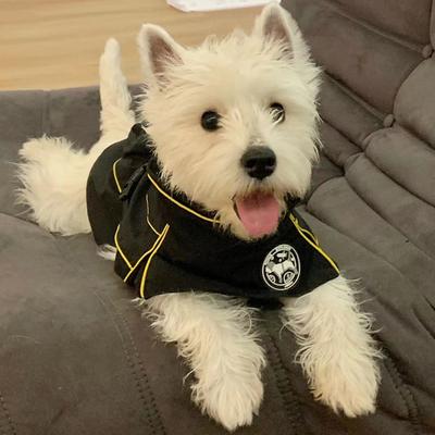 Show full view: Pebot Uniforce Dog & Cat Premium Waterproof Raincoat, Black, Size 10 slide 6 of 7