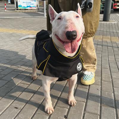 Show full view: Pebot Uniforce Dog & Cat Premium Waterproof Raincoat, Black, Size 10 slide 5 of 7