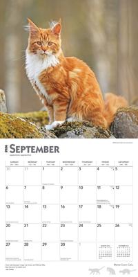 Show full view: Maine Coon Cats 2026 Square Flap Wall Calendar slide 4 of 4
