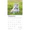 Show in main carousel: Siberian Husky Puppies 2026 Square Flap Wall Calendar slide 4 of 4