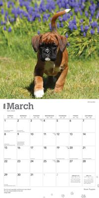 Show full view: Boxer Puppies 2026 Square Flap Wall Calendar slide 3 of 4