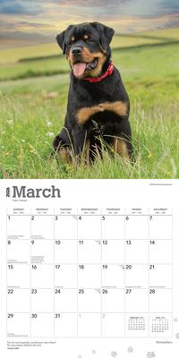 Show full view: Rottweilers 2026 Square Flap Wall Calendar slide 3 of 4