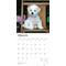 Show in main carousel: Bichon Frise Puppies 2026 Square Flap Wall Calendar slide 3 of 4