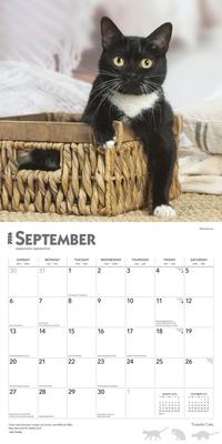 Show full view: Tuxedo Cats 2026 Square Flap Wall Calendar slide 4 of 4