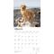 Show in main carousel: Golden Retrievers 2026 Square Flap Foil Wall Calendar slide 3 of 4