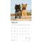 Show in main carousel: Cairn Terriers 2026 Square Flap Wall Calendar slide 3 of 4