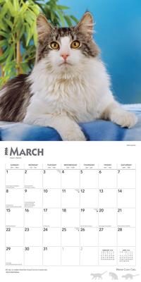 Show full view: Maine Coon Cats 2026 Square Flap Wall Calendar slide 3 of 4