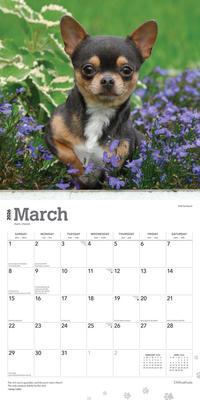 Show full view: Chihuahuas 2026 Square Flap Wall Calendar slide 3 of 4