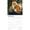 Show in main carousel: Ginger Cats 2026 Square Flap Wall Calendar slide 4 of 4