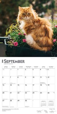 Show full view: Ginger Cats 2026 Square Flap Wall Calendar slide 4 of 4