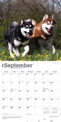 Show full view: Alaskan Malamutes 2026 Square Flap Wall Calendar slide 4 of 4