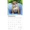 Show in main carousel: Bulldog Puppies 2026 Square Flap Wall Calendar slide 4 of 4