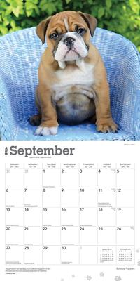 Show full view: Bulldog Puppies 2026 Square Flap Wall Calendar slide 4 of 4