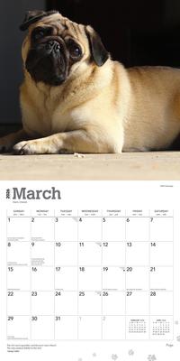 Show full view: Pugs 2026 Square Flap Wall Calendar slide 3 of 4