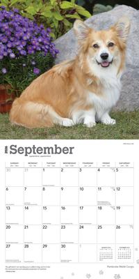 Show full view: Welsh Corgis, Pembroke 2026 Square Flap Wall Calendar slide 4 of 4