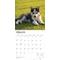 Show in main carousel: Siberian Husky Puppies 2026 Square Flap Wall Calendar slide 3 of 4