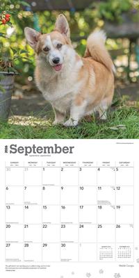 Show full view: Welsh Corgis 2026 Square Flap Wall Calendar slide 4 of 4