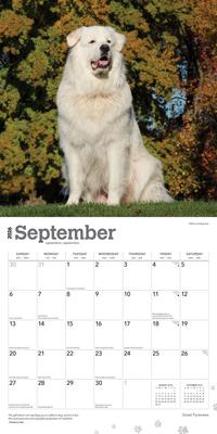 Show full view: Great Pyrenees 2026 Square Flap Wall Calendar slide 4 of 4