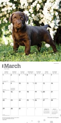 Show full view: Labrador Retriever Puppies, Chocolate 2026 Square Flap Wall Calendar slide 3 of 4