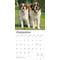 Show in main carousel: Saint Bernards 2026 Square Flap Wall Calendar slide 4 of 4
