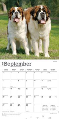 Show full view: Saint Bernards 2026 Square Flap Wall Calendar slide 4 of 4