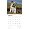 Show in main carousel: Bulldog Puppies 2026 Square Flap Wall Calendar slide 3 of 4
