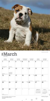 Show full view: Bulldog Puppies 2026 Square Flap Wall Calendar slide 3 of 4