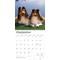 Show in main carousel: Shetland Sheepdogs 2026 Square Flap Wall Calendar slide 4 of 4
