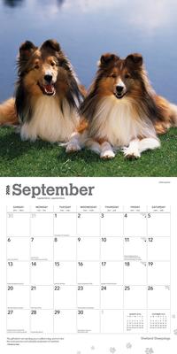 Show full view: Shetland Sheepdogs 2026 Square Flap Wall Calendar slide 4 of 4