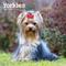 Show in main carousel: Yorkshire Terriers 2026 Square Flap Wall Calendar slide 1 of 4