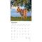 Show in main carousel: Donkeys 2026 Square Flap Wall Calendar slide 3 of 4