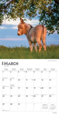 Show full view: Donkeys 2026 Square Flap Wall Calendar slide 3 of 4