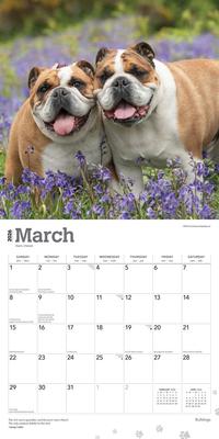 Show full view: Bulldogs 2026 Square Flap Wall Calendar slide 3 of 4