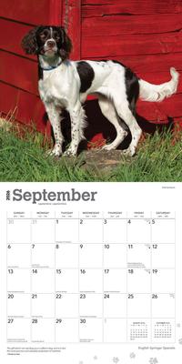 Show full view: English Springer Spaniels 2026 Square Flap Wall Calendar slide 4 of 4