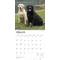 Show in main carousel: Labrador Retrievers 2026 Square Flap Wall Calendar slide 3 of 4