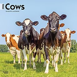 Cows 2026 Square Flap Wall Calendar