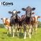 Show in main carousel: Cows 2026 Square Flap Wall Calendar slide 1 of 4